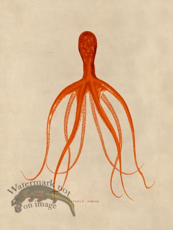 Octopus Orange 21